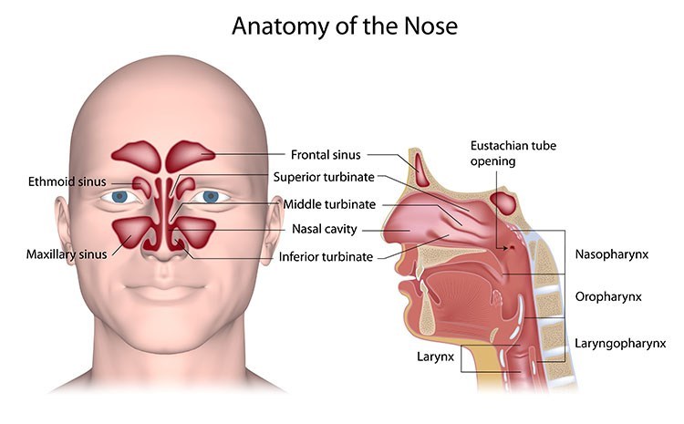 Sinusitis Pressure Relief In Cleveland , OH - Cleveland Acupuncture Clinic